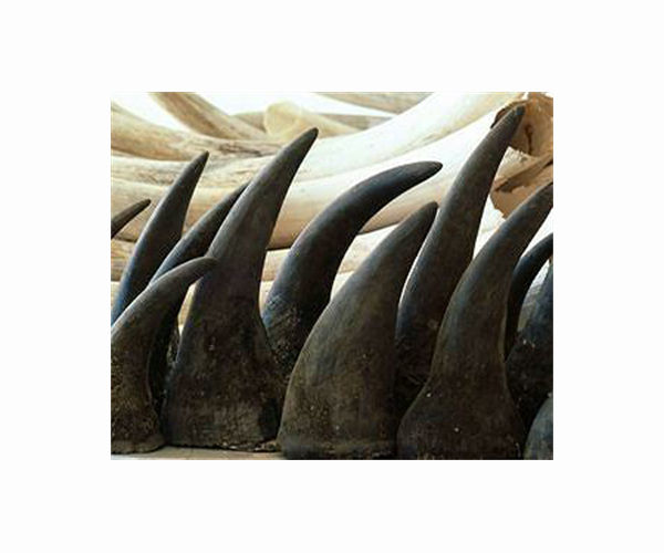 Singapore makes biggest seizure of rhino horn