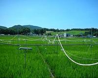 Insecticides linked to freshwater fishery collapse in Japan