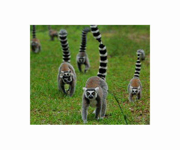 Lemurs prove more than one biochemical recipe for monogamous pairing