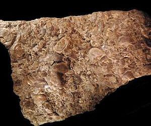 Rising mountains, cooling oceans prompted spread of invasive species 450 million years ago