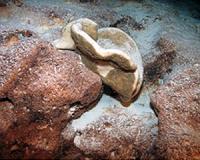 Small oxygen jump helped enable early animals take first breaths