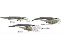 These gigantic whales have nerves like bungee cords