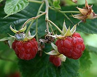New Zealand Breeding Program Creates New Red Raspberry Variety