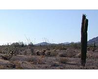 Distant volcanic eruptions foster saguaro cacti baby booms
