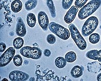 Salmonella Spills Its Secrets On Shuttle