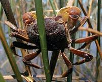 Northern coastal marshes more vulnerable to nutrient pollution