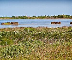 Salt marsh carbon may play role in slowing climate warming