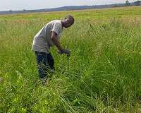 Cover crops shield soil from extreme temps