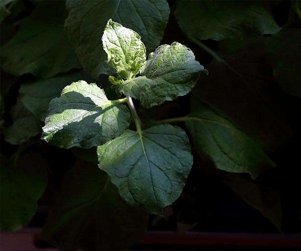 Breakthrough AI model decodes plant genetic language