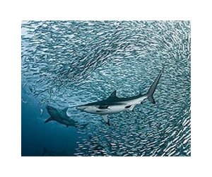 Overfishing prompts Brazil sardine curbs