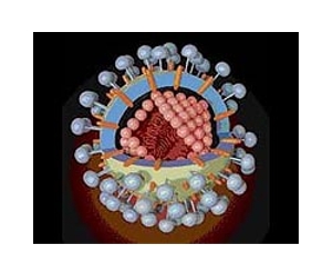 Virus discovery helps scientists predict emerging diseases