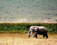 Massive 'development corridors' in Africa could spell environmental disaster