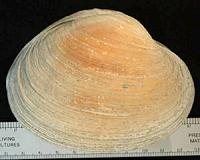 Ancient clam gardens nurture food security
