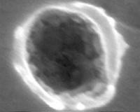 Seven tiny grains captured by Stardust likely visitors from interstellar space