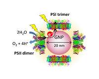 New nanodevice could use solar energy to produce hydrogen