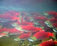 Norway wants to resume salmon sales after China all-clear