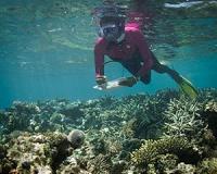 Climate stress model challenges doomsday for world's coral reefs