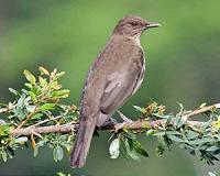 New 'tree of life' traces evolution of a mysterious cotinga birds