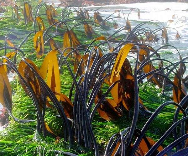 Kelp farms could help reduce coastal marine pollution