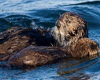 Return of the otter: How reintroduced predators benefit ecosystems