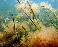 The UN guardians of biodiversity