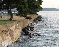 Seawalls, coastal forests in Japan help reduce tsunami damage