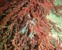 Scientists kill invasive ants with seaweed
