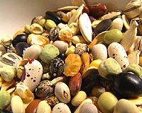 British botanists bank 10 percent of world's plant species