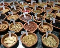 Scientists observe earliest steps in seed germination