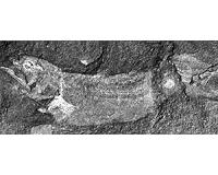 Africa's earliest known coelacanth found in Eastern Cape