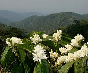 Latin American Working To Rejuvenate Crop Collections