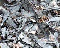 Shark fins found in Singapore Airlines shipment to Hong Kong