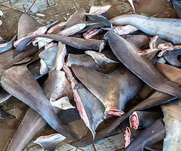 New study highlights critical decline in shark and ray populations since 1970