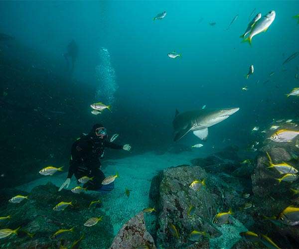 Thor Drops his Hammer Heads to Shark Protection