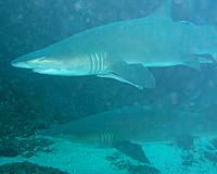 Shark attack victims fight for their attackers