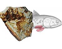 Coelacanth Fossil Sheds Light On Fin-To-Limb Evolution