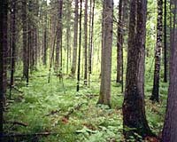 Sustainable use of energy wood resources shows potential in North-West Russia