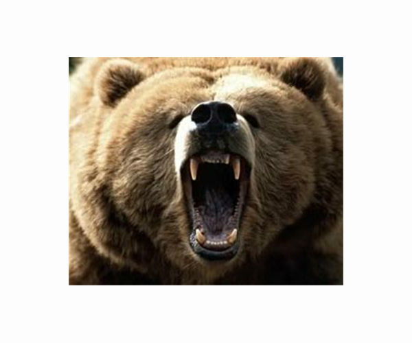 Vietnamese police net biggest bear bile haul