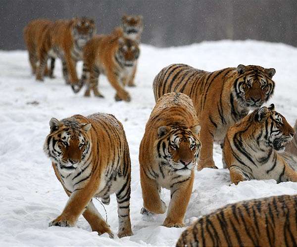 Earning its stripes: tech bid to crack tiger trade
