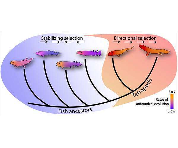 Sustained fast rates of evolution explain how tetrapods evolved from fish