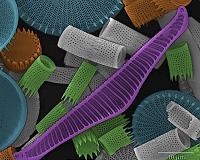 Algae The final frontier