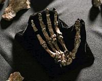 Fossil trove adds a new limb to human family tree