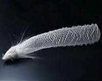 Sea sponge anchors are natural models of strength