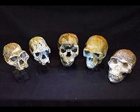 How did human brains get so large?