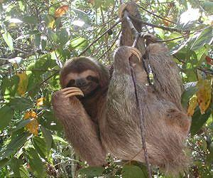 Catching some zzzz's at Costa Rica's sloth sanctuary