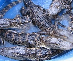 Alligator fat as a new source of biodiesel fuel