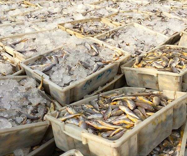 Tunisia fisherwomen battle inequality and climate change