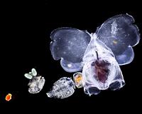 New research reveals impact of seismic surveys on zooplankton