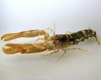 Acidification stops shrimp chorus