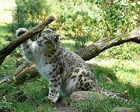 Leopards, wolves vanishing from panda conservation areas: study